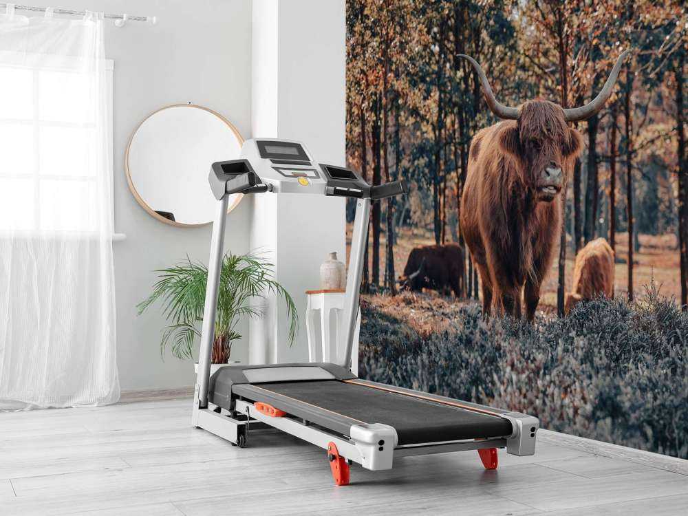 Skotsk highlander i udkanten af skoven