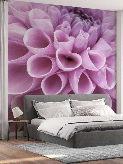Lilla dahlia