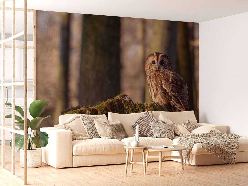 Lille ugle på et nedbrudt træ