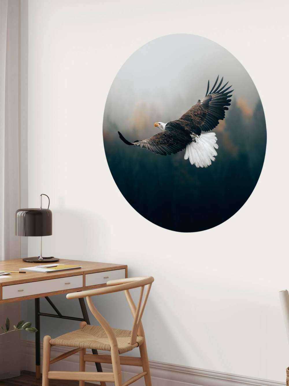 Bald eagle over skoven