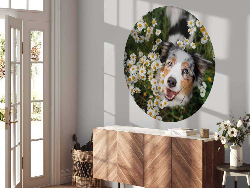 Australsk hyrde blandt blomster