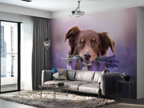 Hund med lavendel