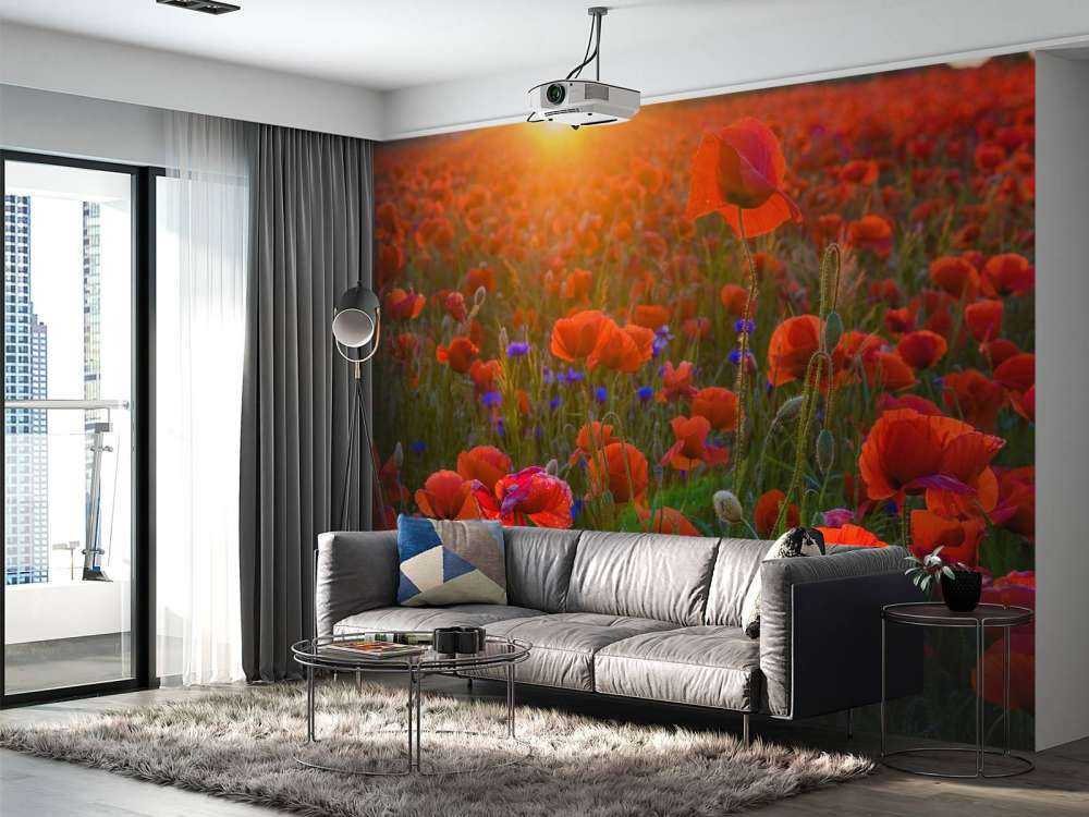 Valmuer med stigende sol