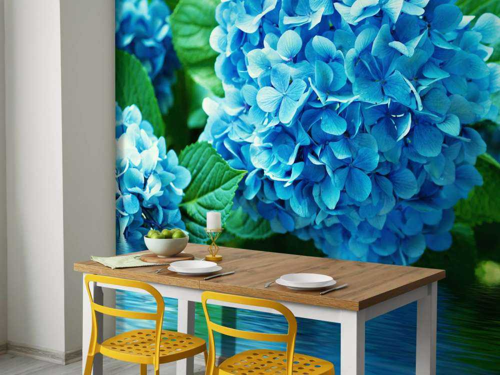 Hortensia i vatten