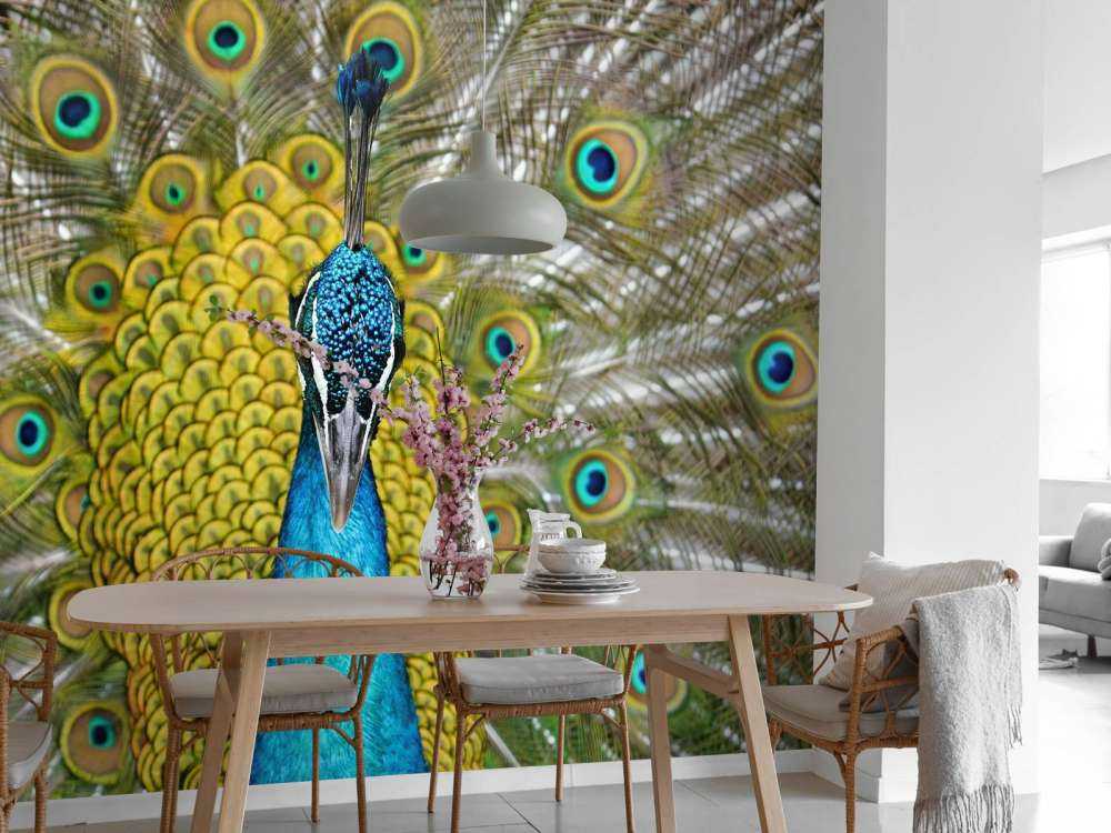 Framsida av en påfågel