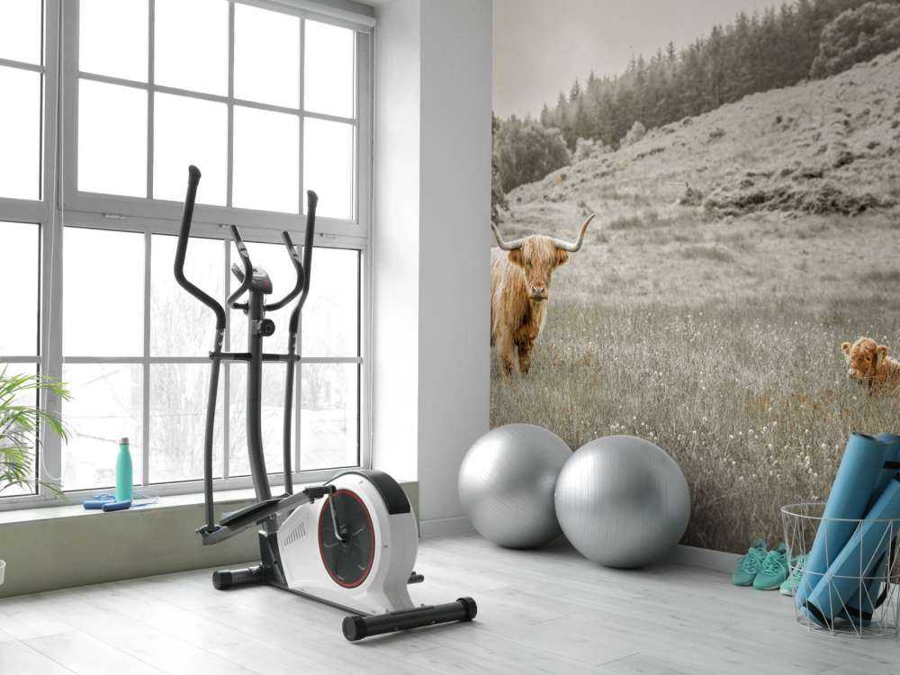 Skotsk highlander med kalv