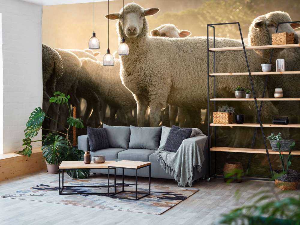 Fårflock med gyllene timme