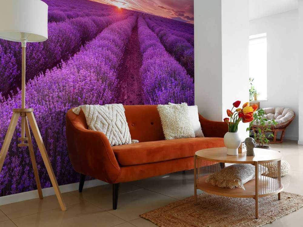 Fält fullt med lavendel