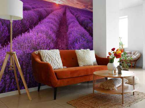 Fält fullt med lavendel
