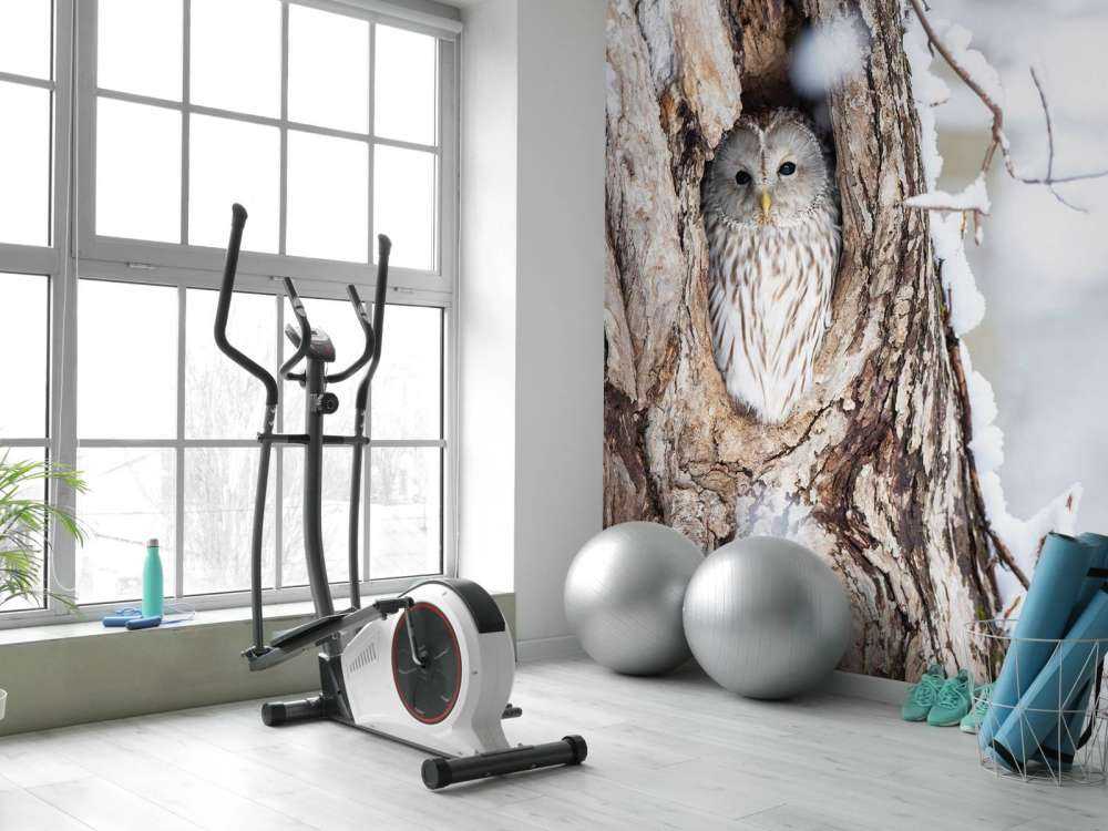 Hvit ugle i et hult tre