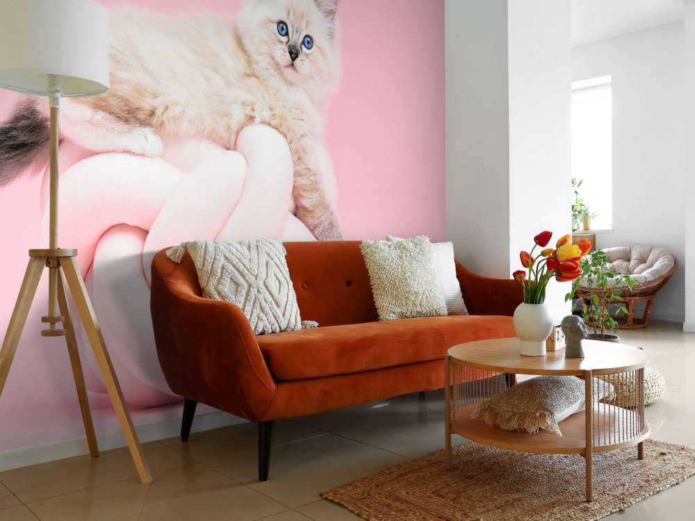 Hvit katt på rosa tapet
