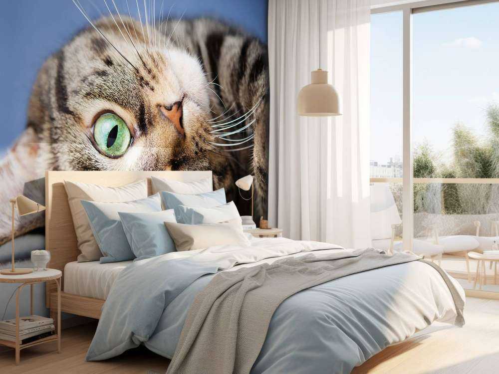 Rullende katt