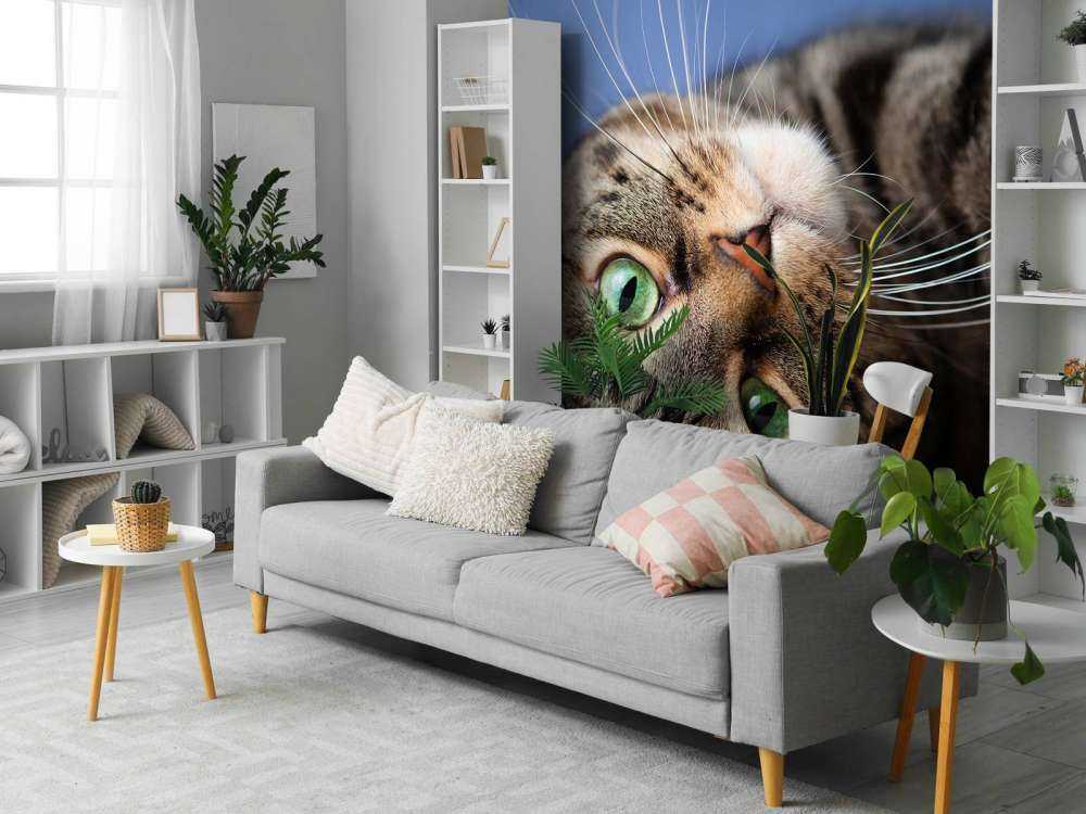 Rullende katt
