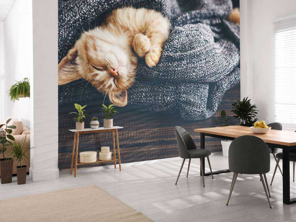 Sovande katt