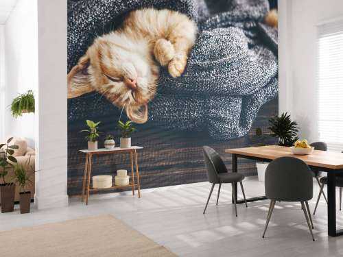 Sovande katt