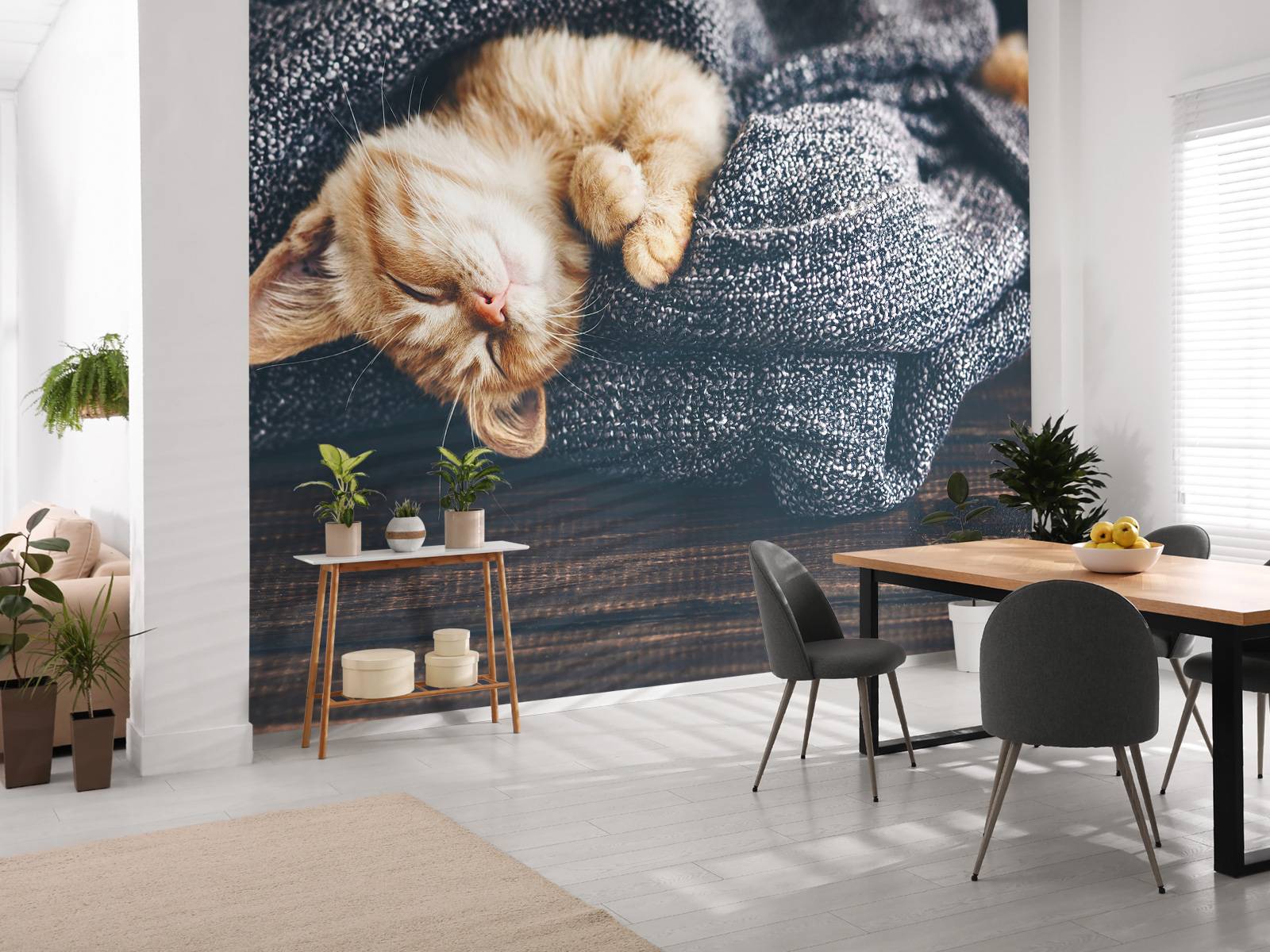 Sovande katt