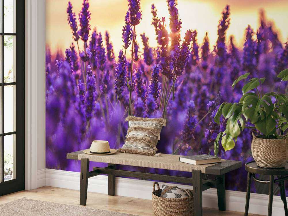 Lavendelblommor