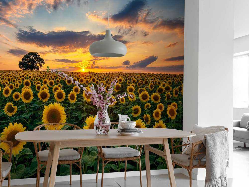 Fält fullt av solrosor