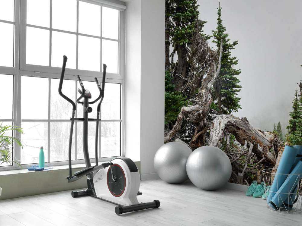 Träd och gamla träd