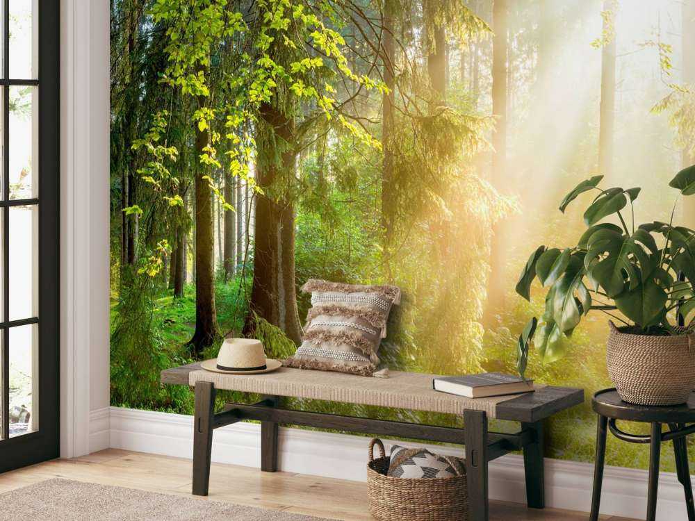 Skoglandskap på soluppgång