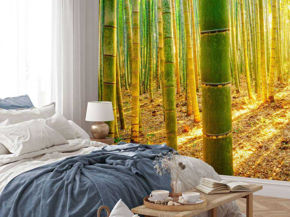 Bambuskog i soluppgång