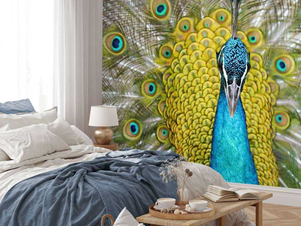 Framsida av en påfågel