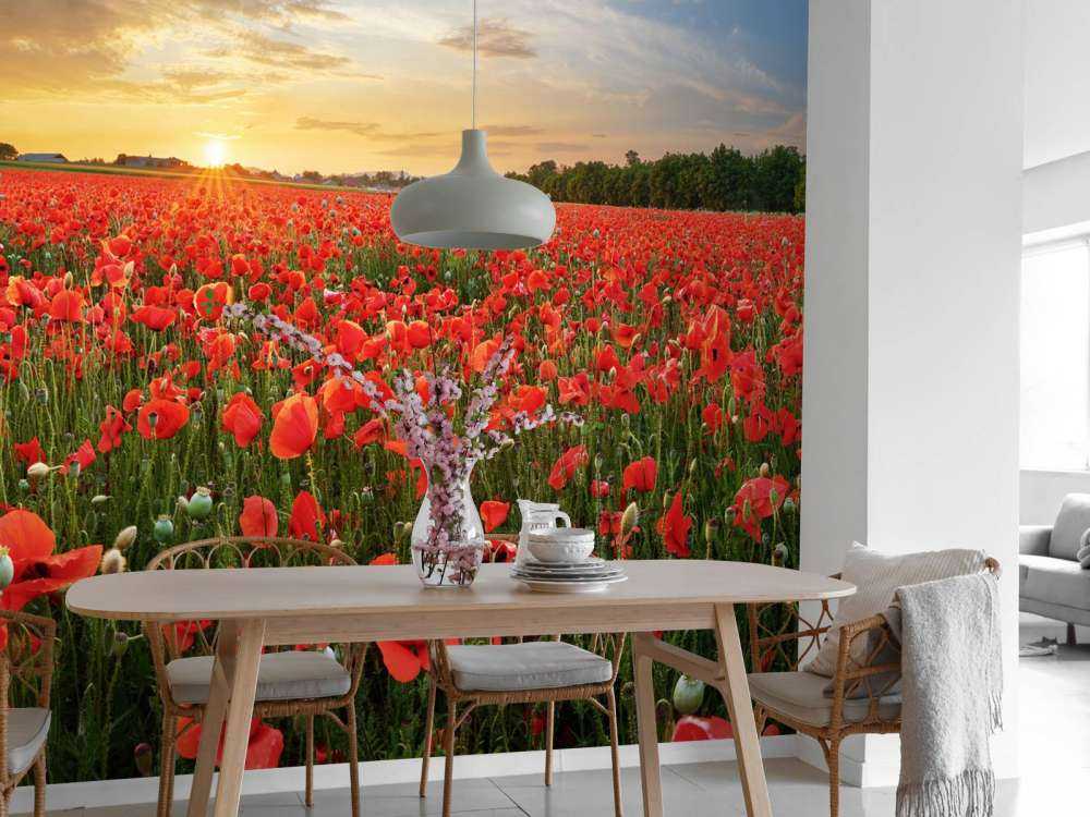 Solnedgång med vallmo