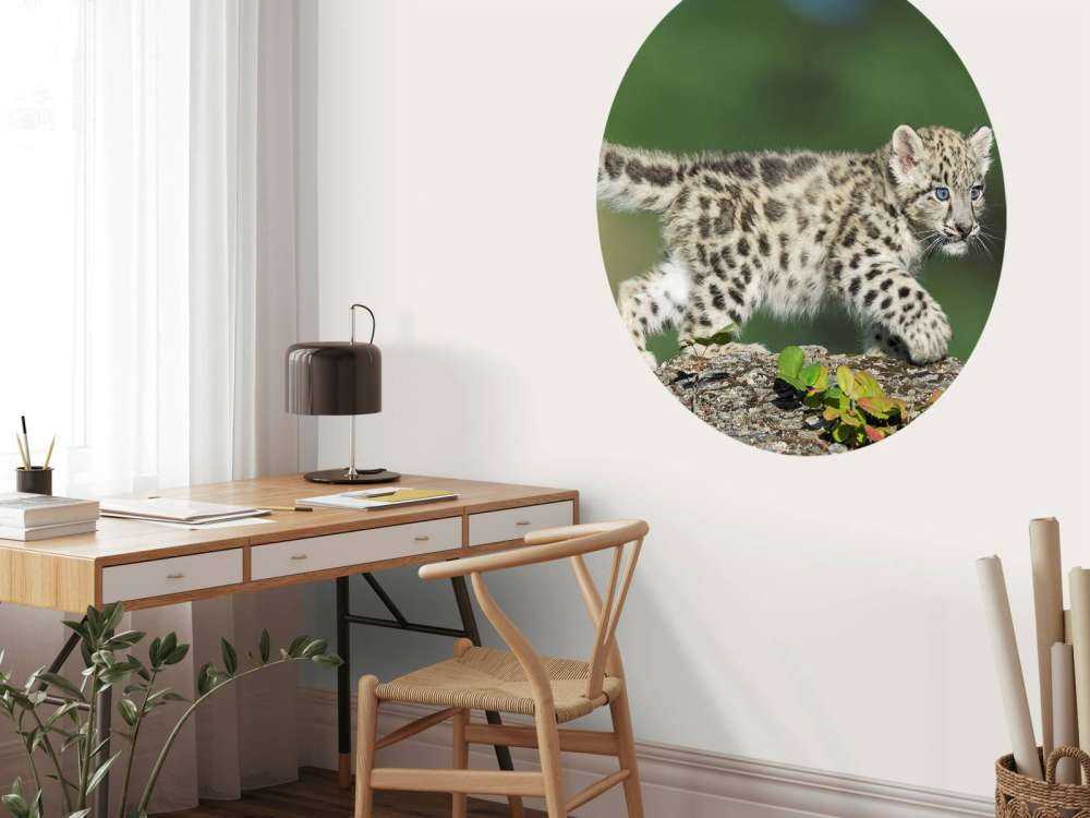 Sne leopard cub