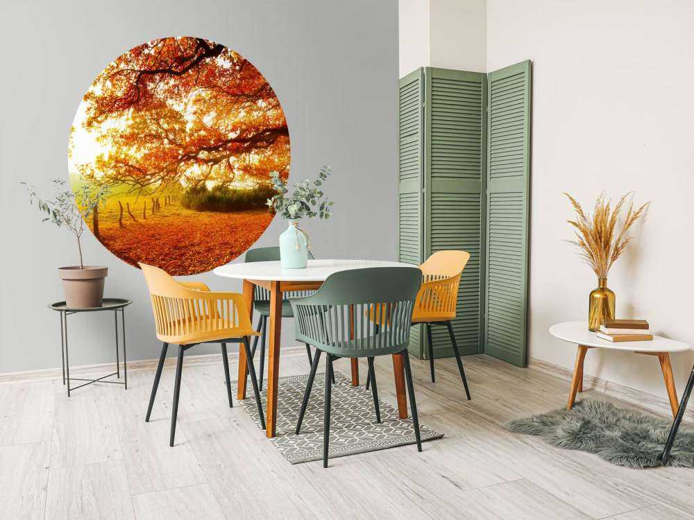 Efterår landskab med skov og eng