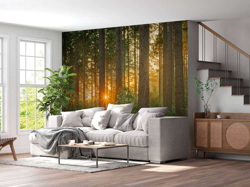 Solstråler i en nåletræsskov