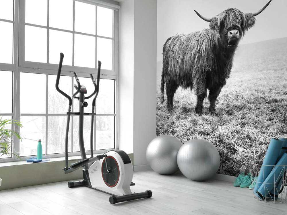 Scottish højlander i græsset