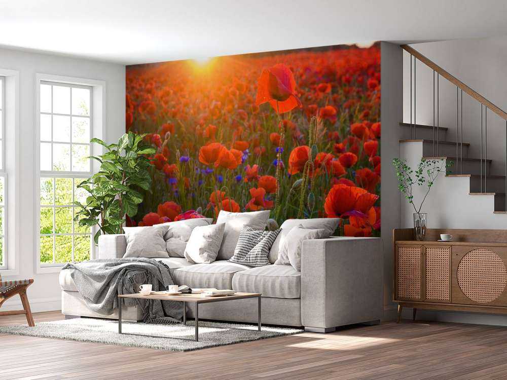 Valmuer med stigende sol