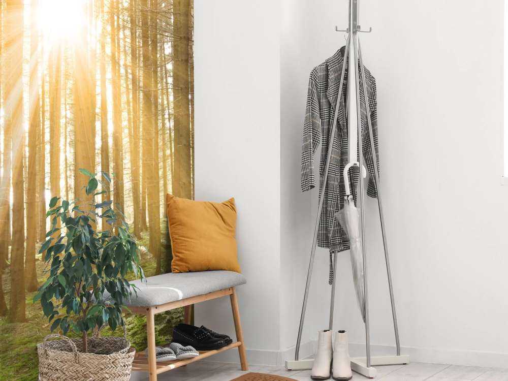 Fyrreskov med solskin