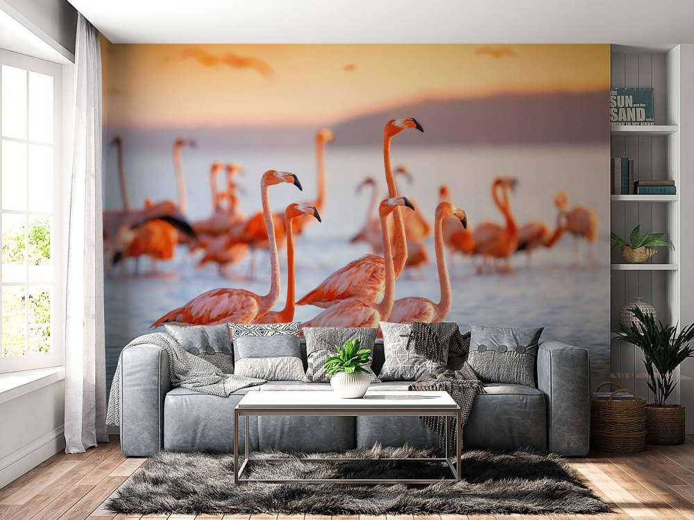 Stirande flamingos