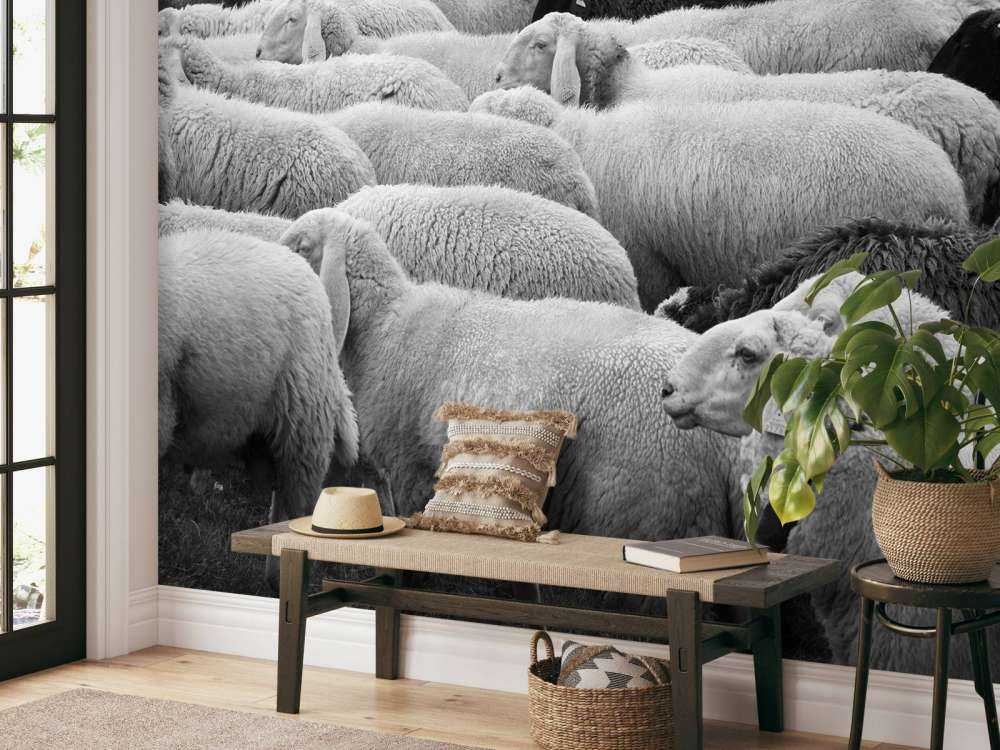 Svarta och vita får