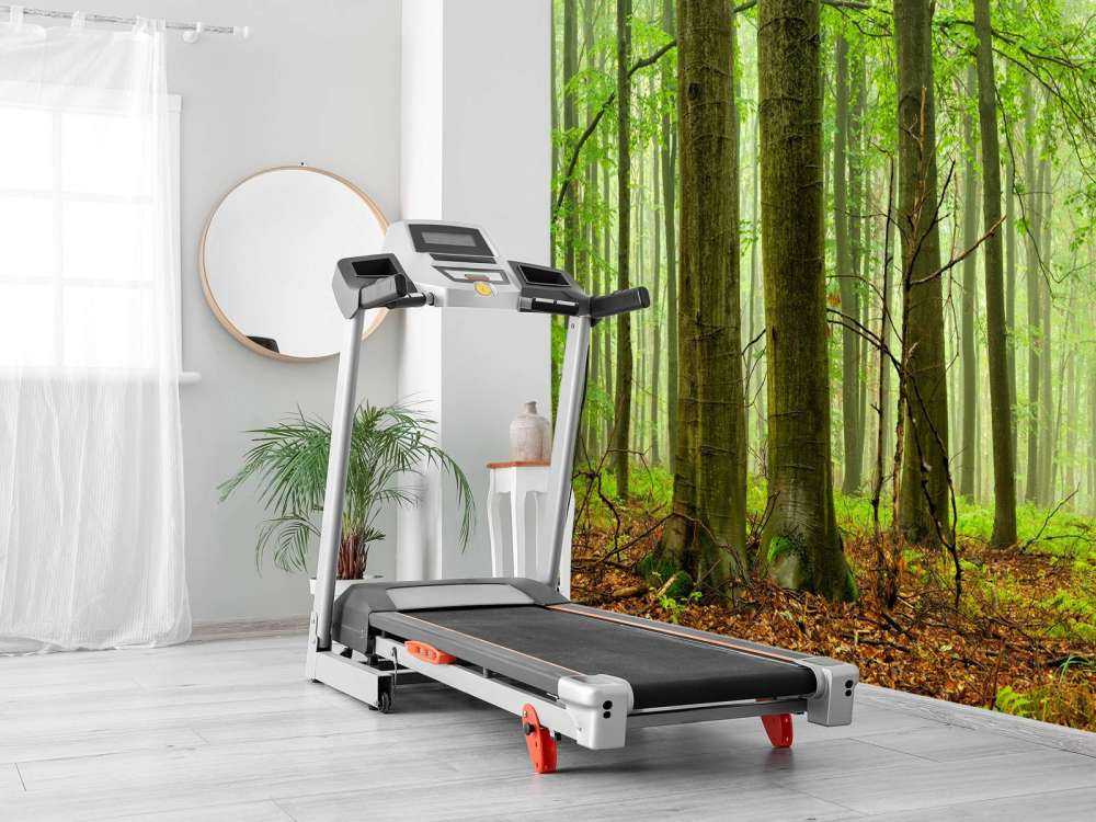Skog av bokträd