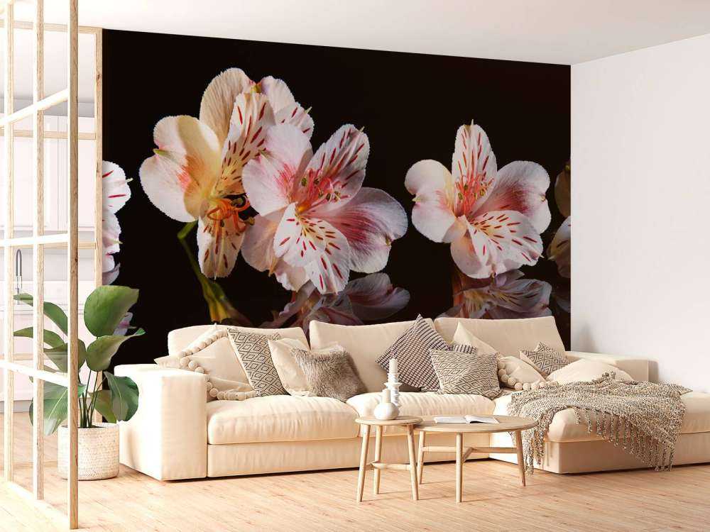 Alstroemeria blommar med reflektion