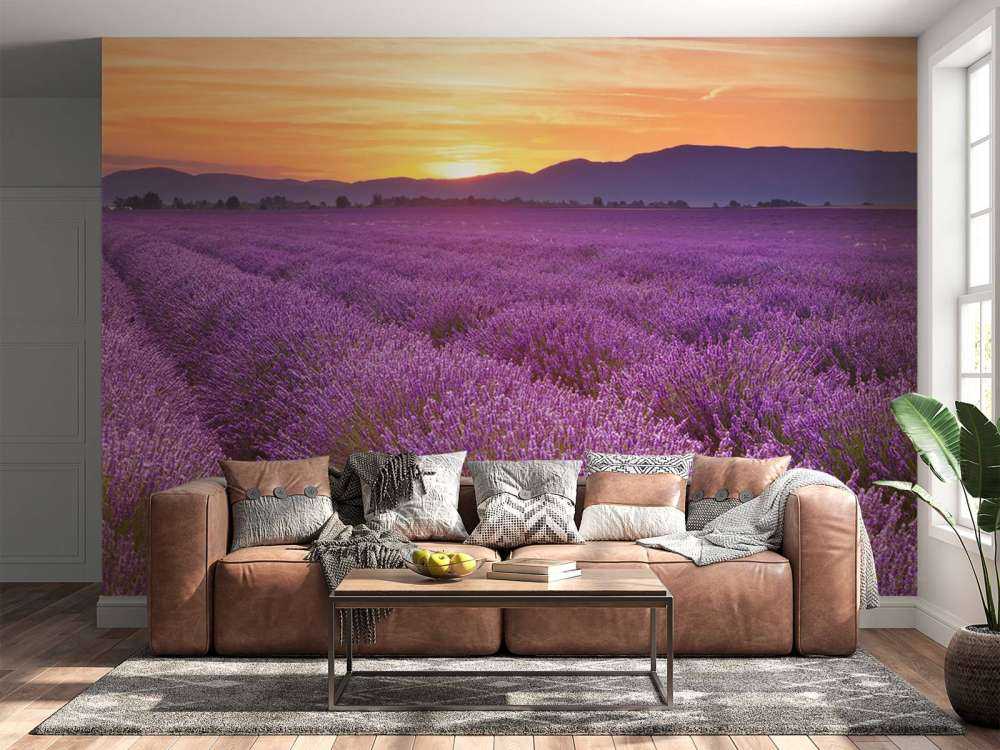Fält full av lavendel