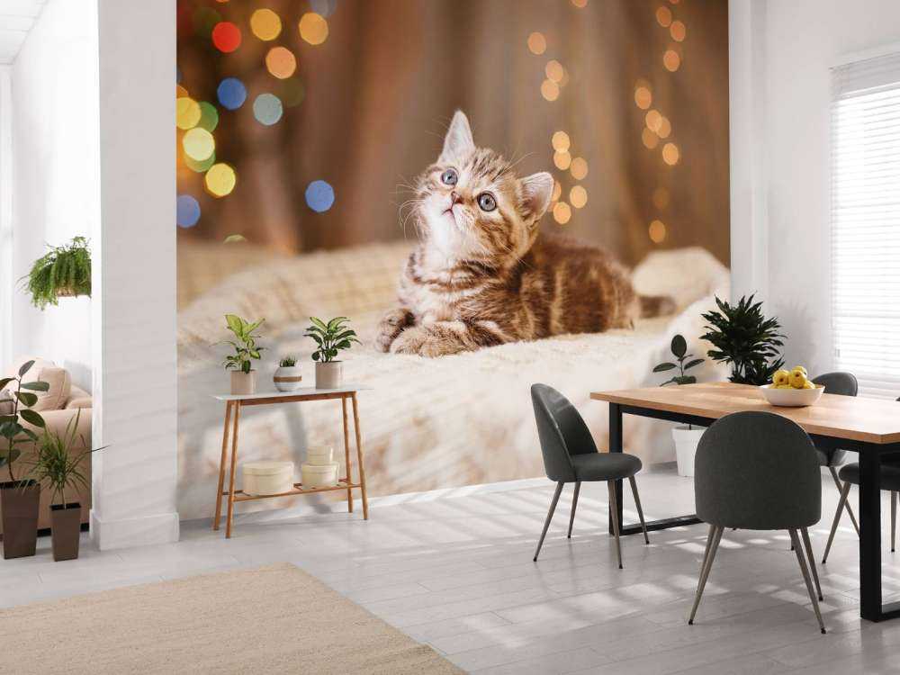 Søt katt