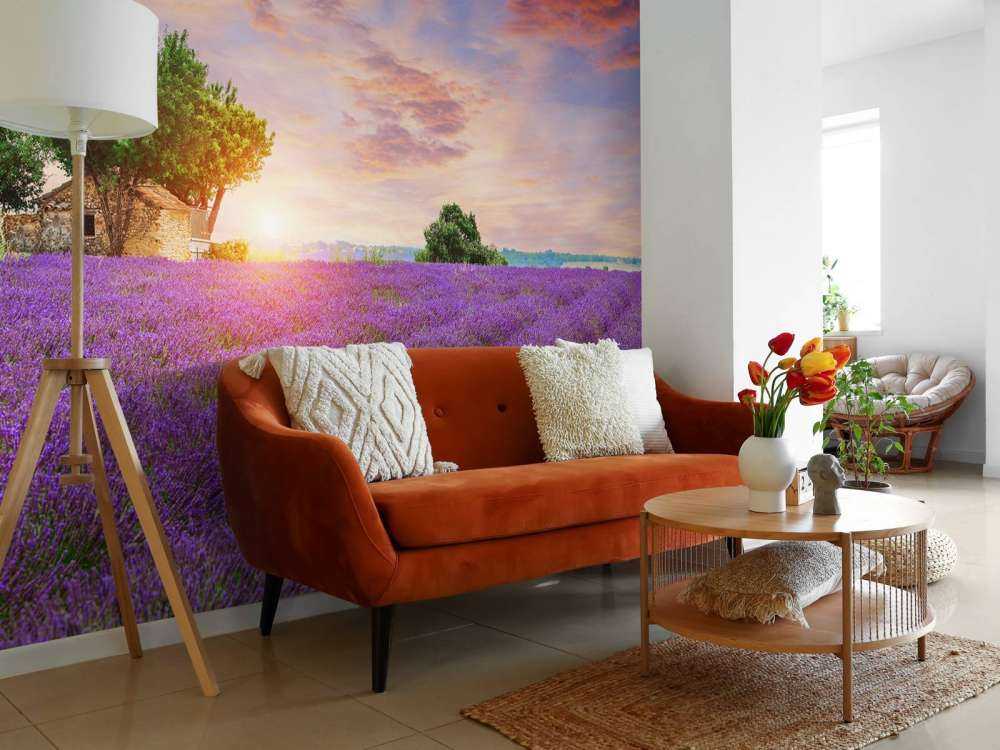 Lavendelåker under soloppgang