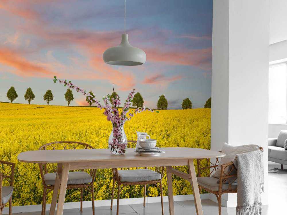 Åker full av gule blomster