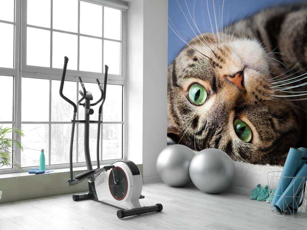 Rullende katt