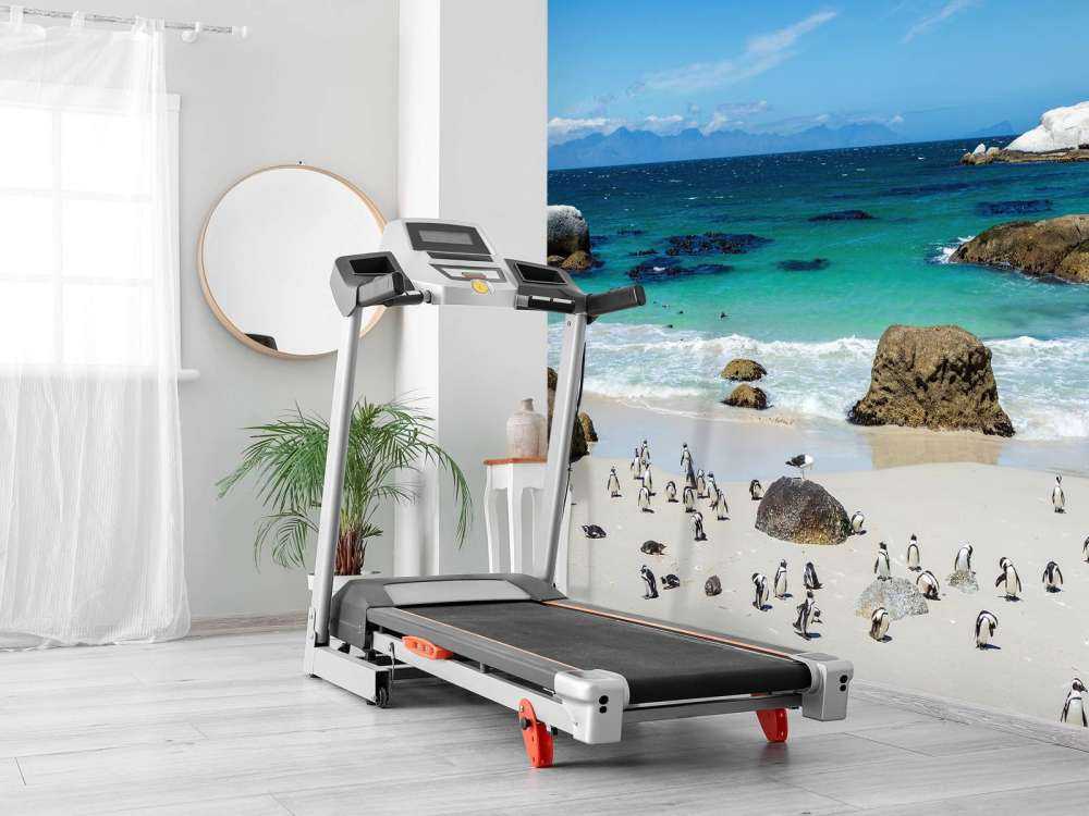 Strand med pingviner