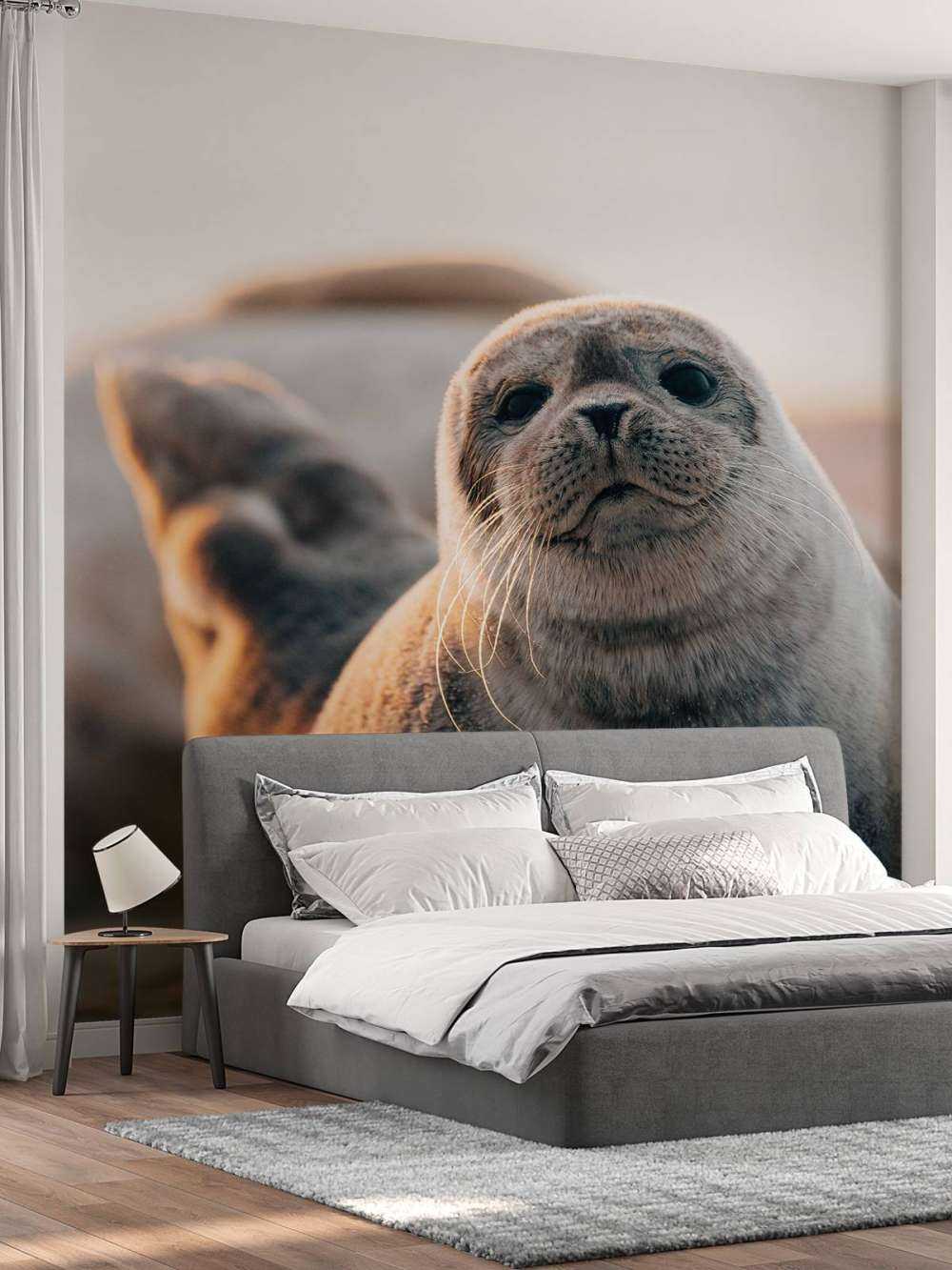 Sel på strand i kveldslys