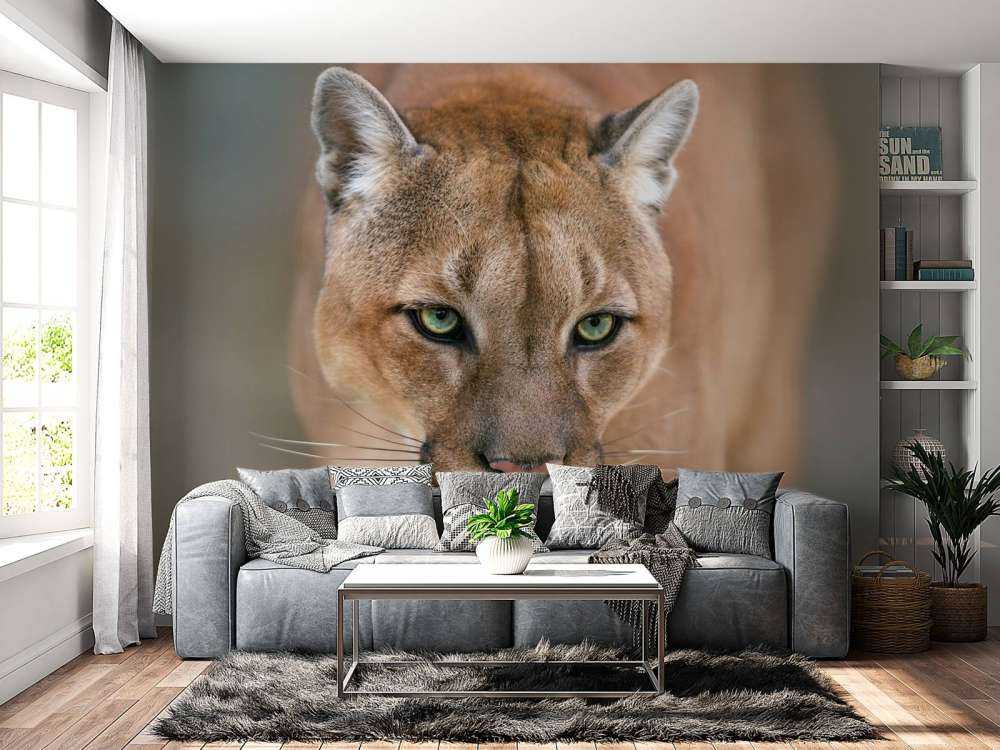 Puma nærbillede