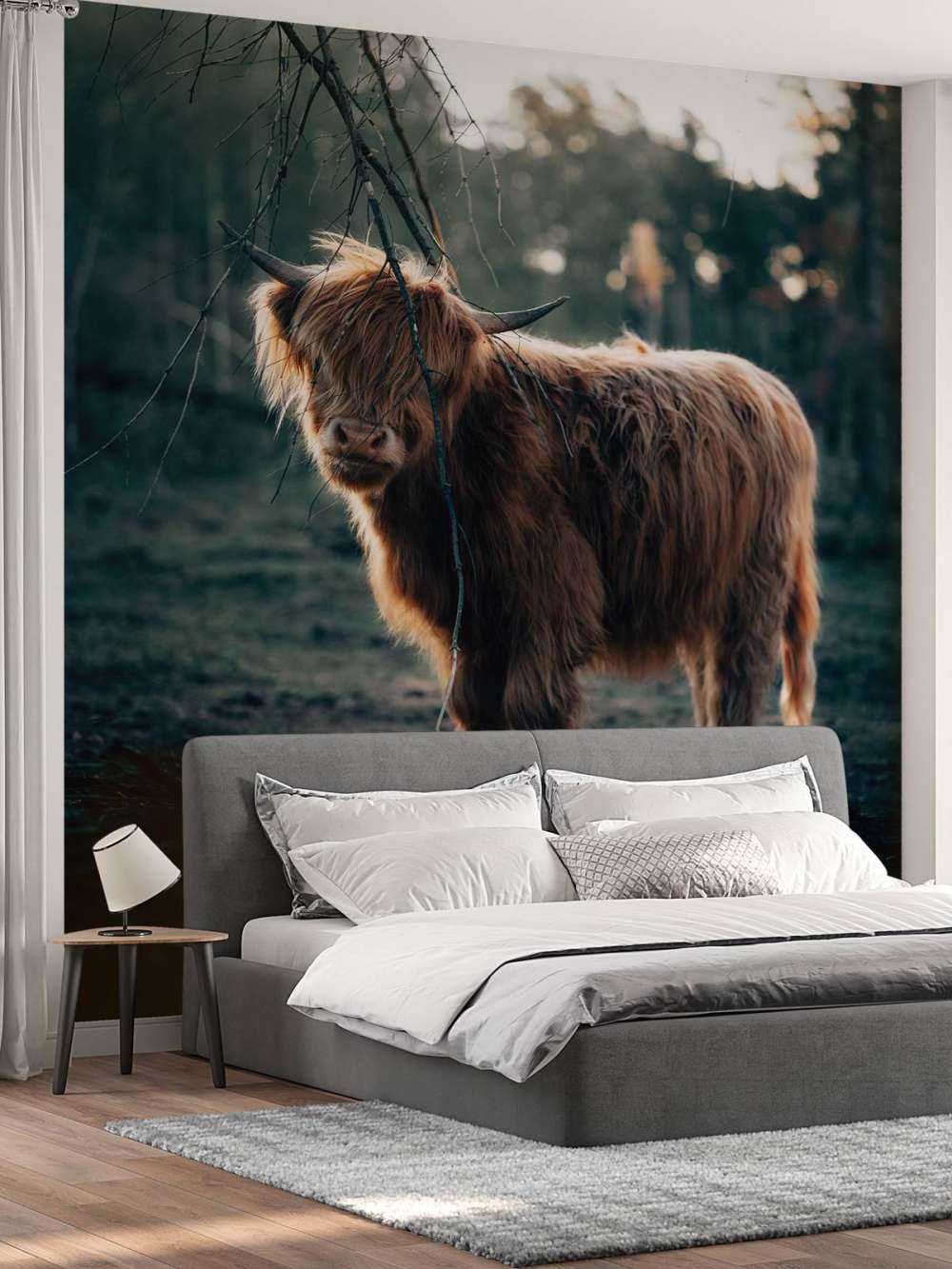 Scottish Highlander i udkanten af __skoven