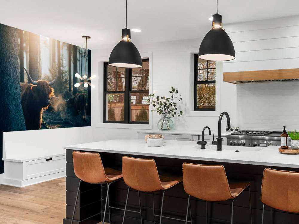 Scottish Highlander i morgenlys