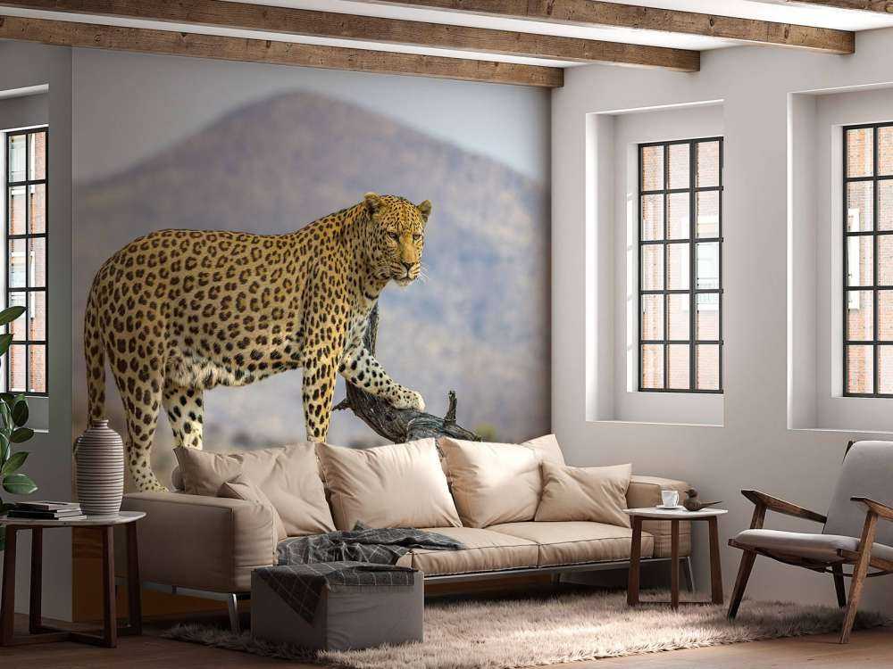 Leopard i Namibia
