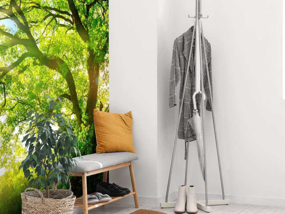 Träd med solstrålar