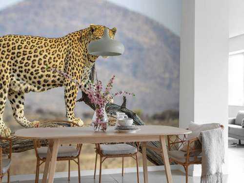 Leopard i Namibia